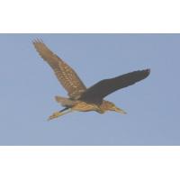 Flying Green Heron